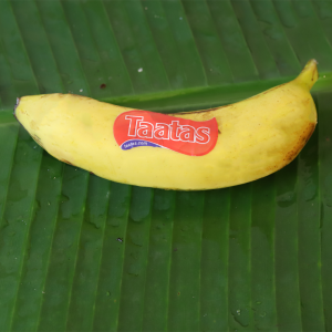Aanai Banana ஆனை வாழைப்பழம்