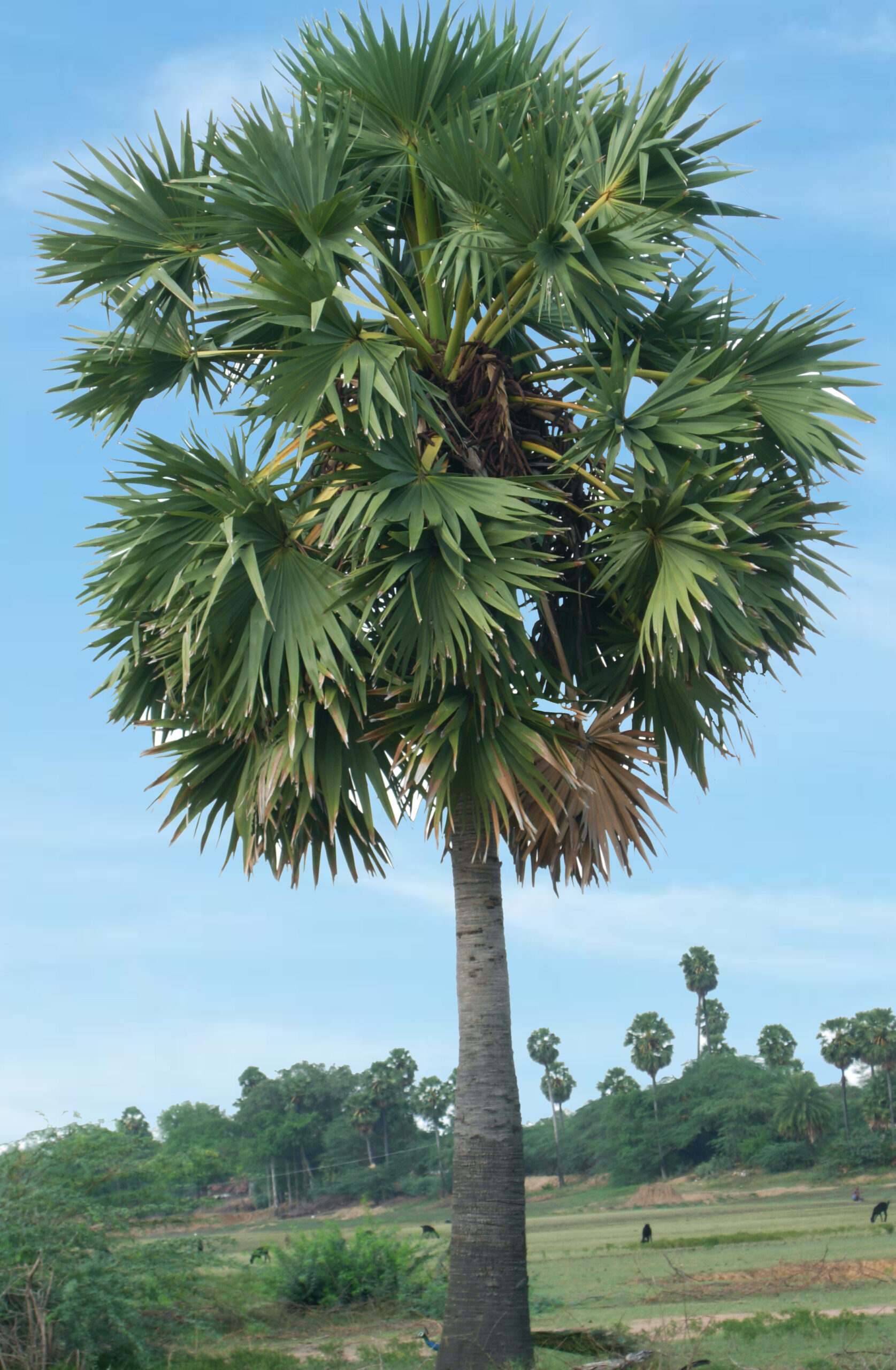Palmyrah tree / Palm Wine / Toddy Manufactures In Sri Lanka